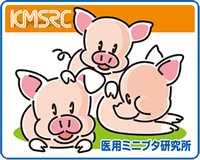 KMSRC　医用ミニブタ研究所ロゴ